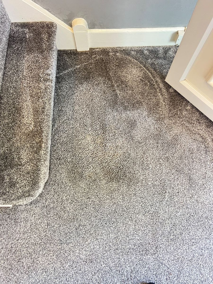 Stair and landing carpet after professional cleaning, sanitising and deodorising following faecal contamination