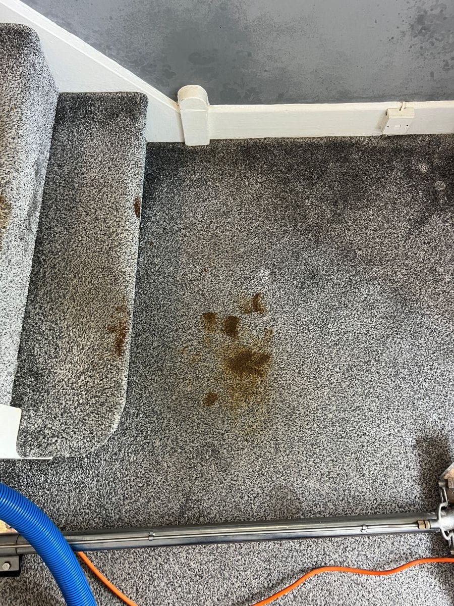 Human faeces staining on stair and landing carpet before professional cleaning